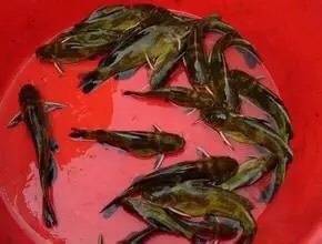 博罗县 塘鲺鱼苗 优质土塘鲺 鱼苗基地直销