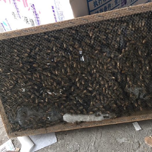 中蜂 笼蜂