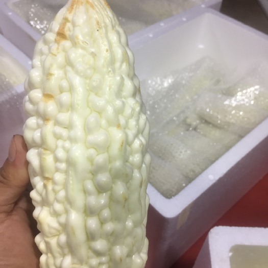 闽清县白苦瓜 混装通货