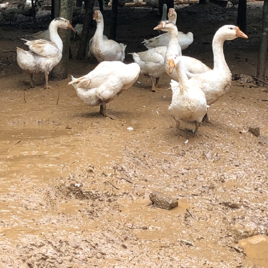 安顺大三花鹅 8-10斤 统货 全散养