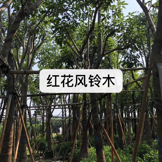 普宁市紫花风铃木  洋红风铃木