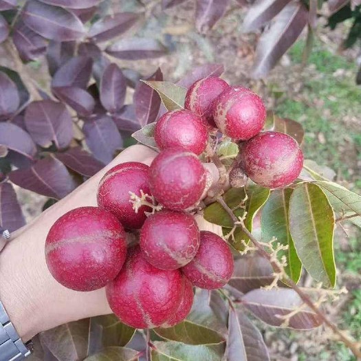 灵山县红皮龙眼苗 泰国嫁接红皮龙眼果苗产量高带营养杯发货