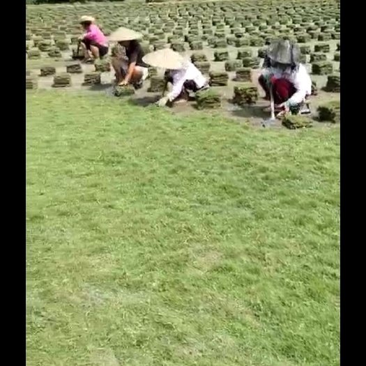 青神县草  百慕大 果岭草