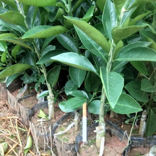 金堂县纽荷尔脐橙苗 出售．纽荷尔脐橙杯苗．地苗