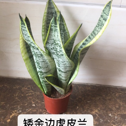 漳州虎皮兰  基地直销矮金边虎 皮兰规格115盆一盆3颗，一件4