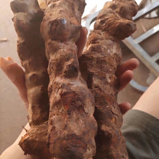 江门 江西土茯苓