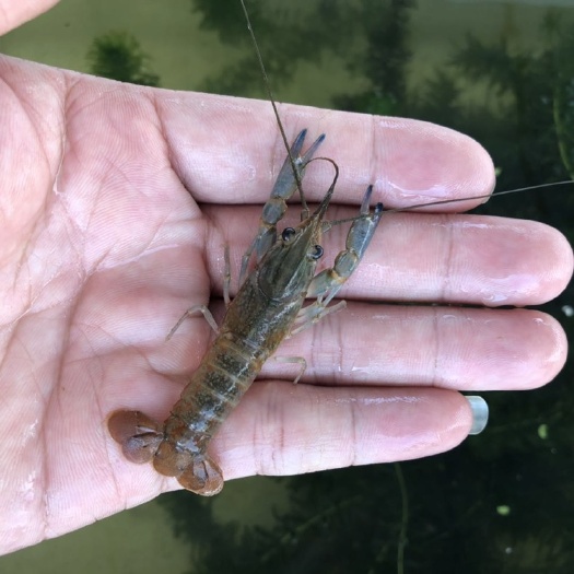 高州市 澳洲淡水龙虾苗