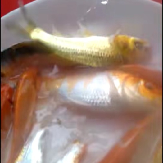 广州 锦鲤