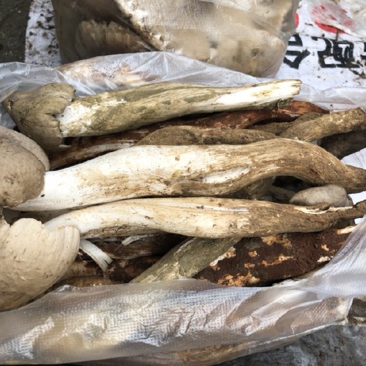 冕宁县鸡枞菌 大凉山野生鸡纵菌