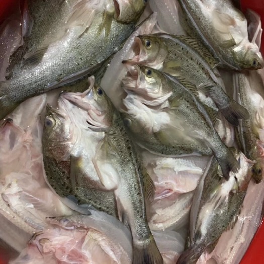 江门冷冻鲈鱼 厂家一手货源，价格优势，质量保证