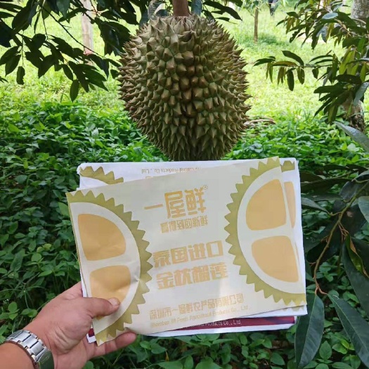 凭祥市 正宗泰国南部金枕榴莲