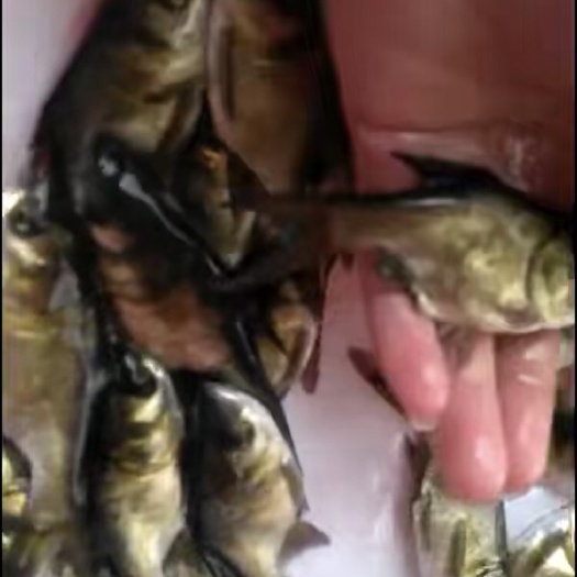 广州缩骨大头鱼苗