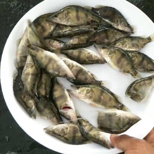 高州市 翘嘴鳜鱼苗 桂花鱼