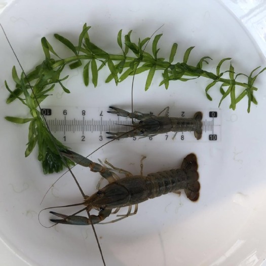 高州市澳洲淡水龙虾苗