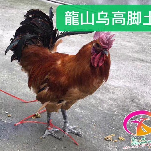 隆回县 乌皮红冠土鸡苗  大量供应，全国各地均可发货