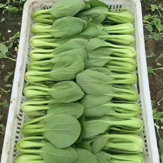 曹县小青菜 全国供应。大量上市！质量求生存！