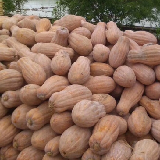 嘉鱼县 蜜本 南瓜 大量上市