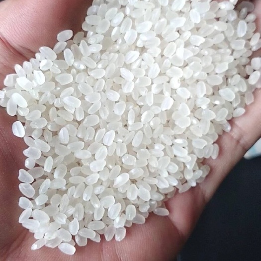 唐山珍珠米 一等品 一季稻 粳米