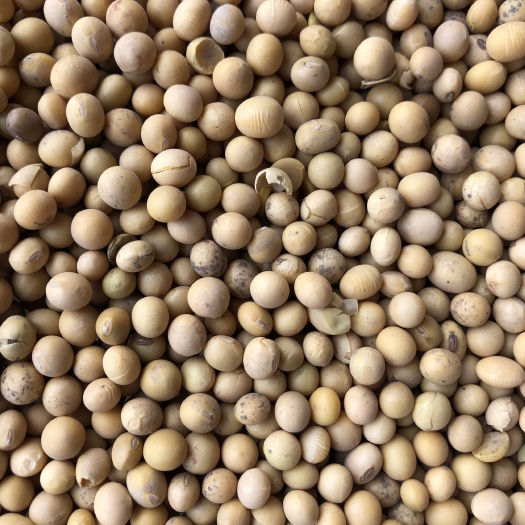 逊克县黑龙江大豆 蛋白42.5%