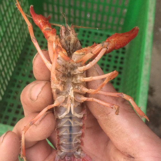 洪湖市 洪湖生态清水小龙虾，青壳白底，肉质饱满