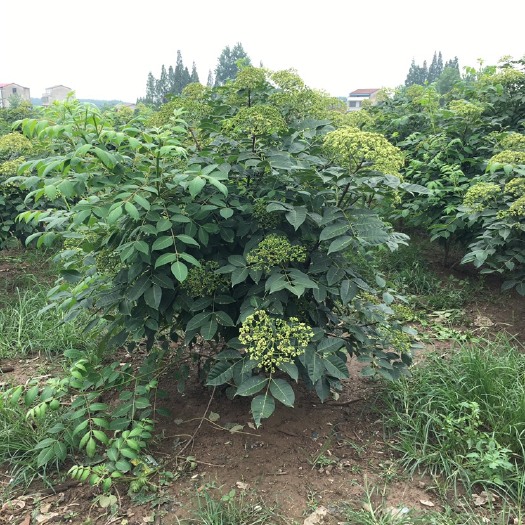 益阳 吴茱萸
