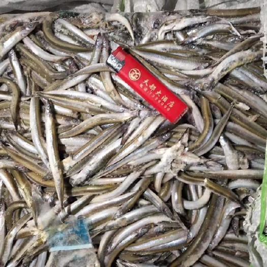 连云港沙里钻鱼 沙里钻