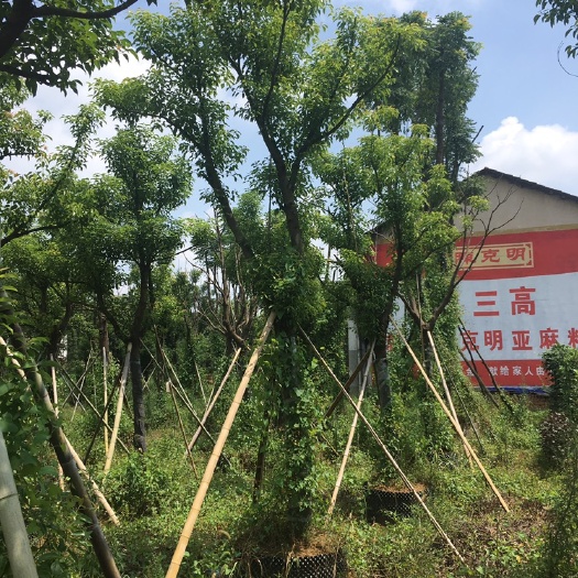 益阳 全冠香樟容器苗