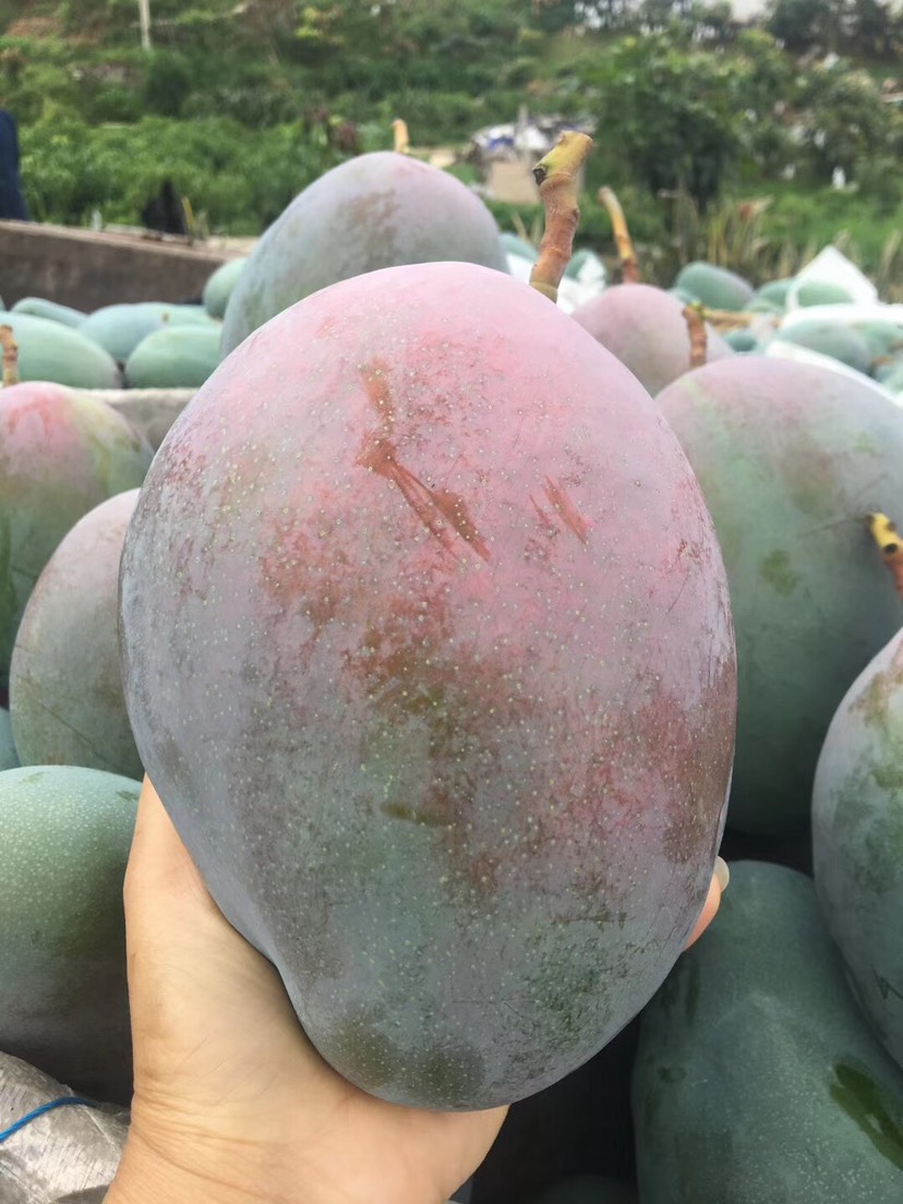 凯特芒 攀枝花凯特个大味甜肉厚!