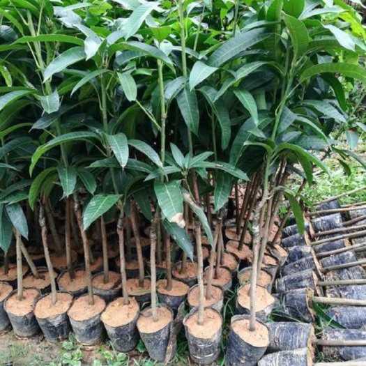 灵山县金煌芒果苗 基地种植便宜实惠