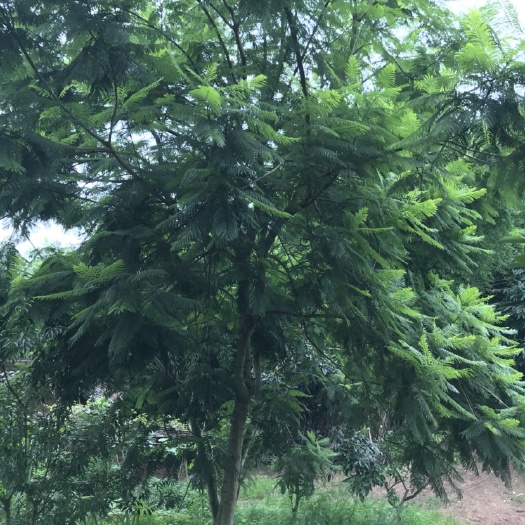 自贡丛生蓝花楹 5米以上