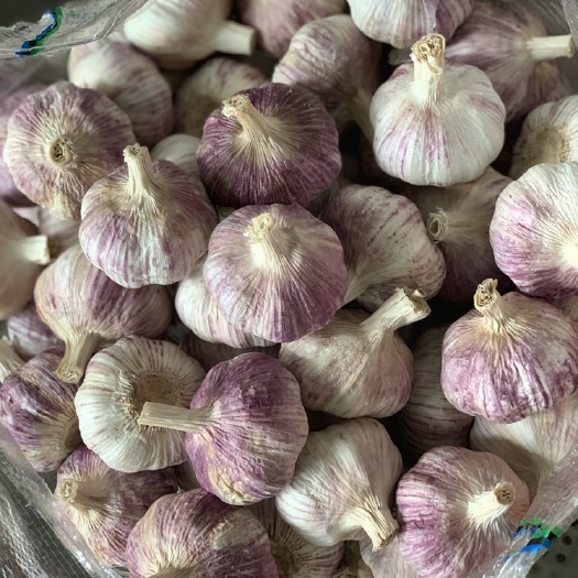 邳州市邳州大蒜  邳州精品红皮大蒜，分选机分级蒜。