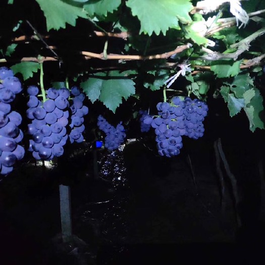福安市巨峰葡萄 最好的巨峰，就在福安