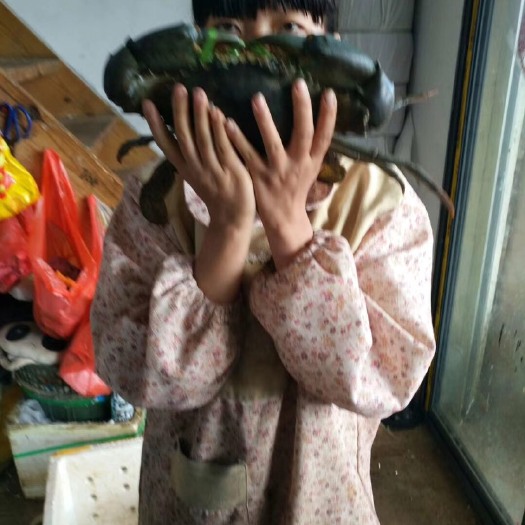 昆明缅甸黑蟹 螃蟹大降价，货源充足，价钱便宜，欢迎来撩