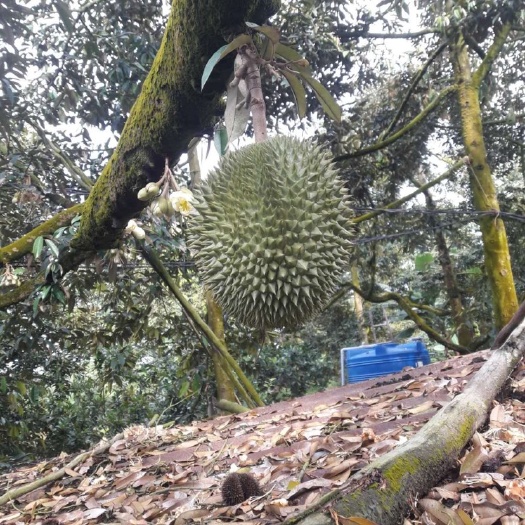 凭祥市泰国榴莲 东南亚水果批发零售