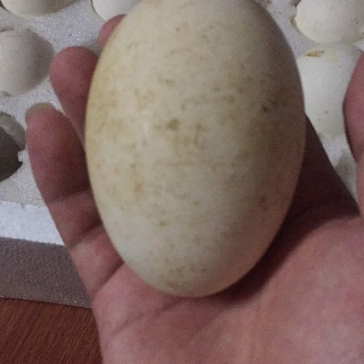 汕头狮头鹅蛋