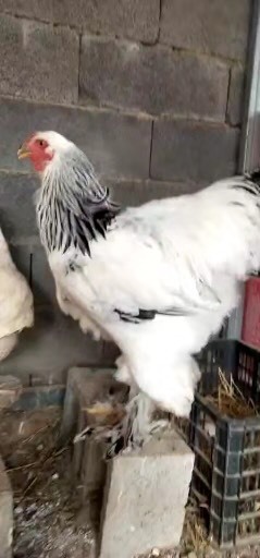嘉祥县 黑 黄 白花婆罗门鸡宠物观赏了梵天鸡蛋种蛋