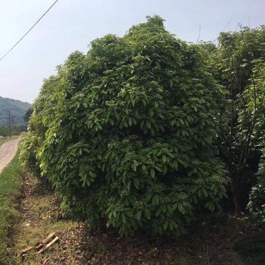 南京本石楠，土石楠，中华石楠！
