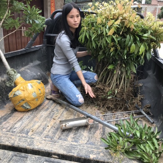 灵山县无核荔枝苗
