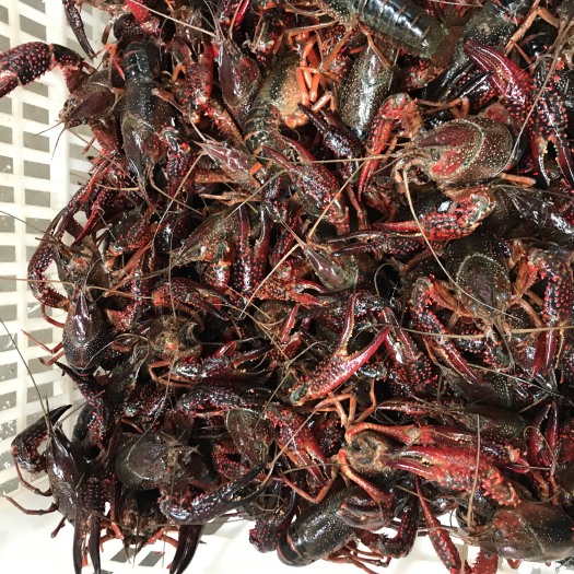 潜江市潜江小龙虾 塘虾 6-8钱