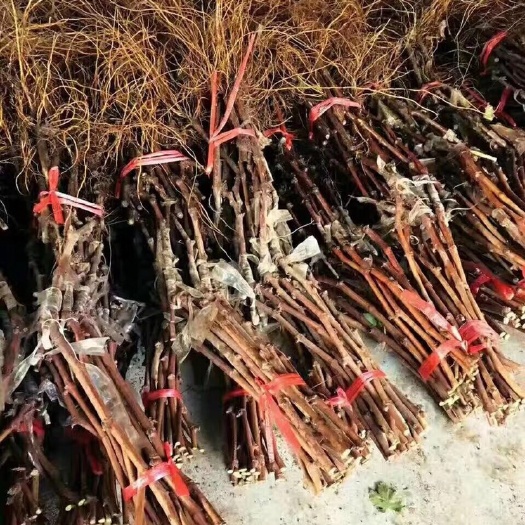 兴城市蓝宝石葡萄苗 自产自销的苗木，价格美丽，