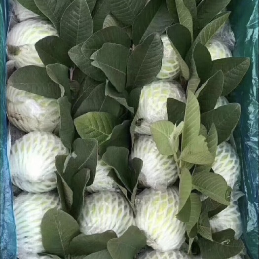 中山市产地直供番石榴打包装车一条龙
