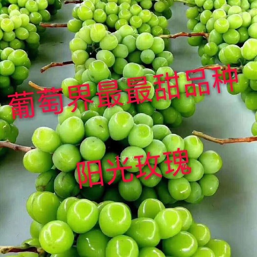 兴城市阳光玫瑰葡萄苗