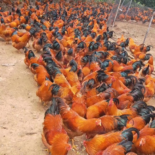 南宁 灵山土鸡苗