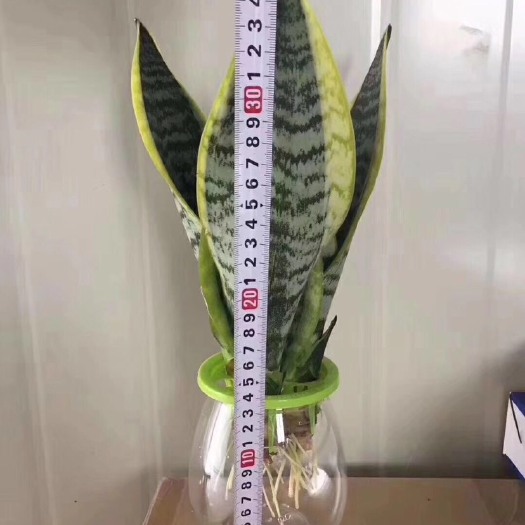 漳州虎皮兰  水培虎 皮兰