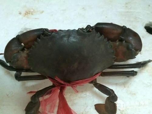 慈溪市青蟹