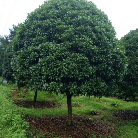 兴安县 桂花树 广西桂花树苗