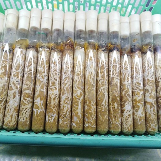 洋县天麻蜜环菌种 首代蜜环菌母种
