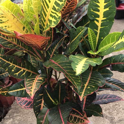 成都 变叶木盆苗
