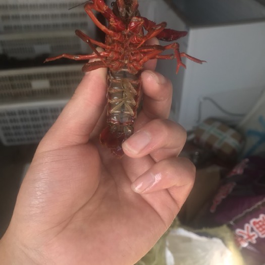 望江县安徽小龙虾 塘虾 4-6钱