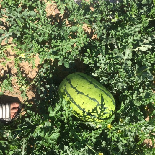 吴忠宁夏西瓜 15斤打底 8成熟 1茬 有籽